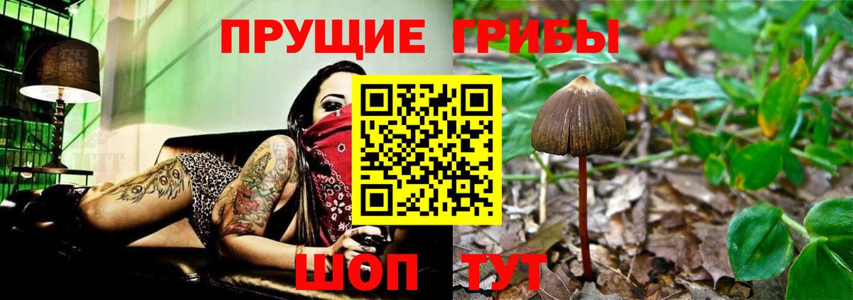 Майский  Псилоцибиновые грибы MAGIC MUSHROOMS  купить наркотик  Вход с VPN 